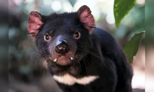 Após três mil anos, Demônio-da-Tasmânia volta ao território da Austrália
