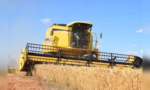 Colheita de trigo movimenta R$ 349,3 milhões na região