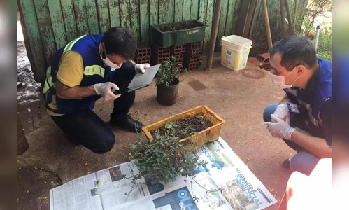 Adapar monitora sementes misteriosas enviadas a 21 cidades do Paraná
