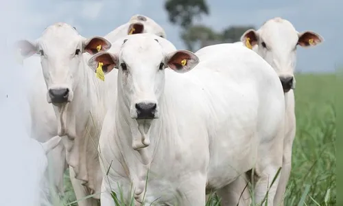 11 cabeças de gado são roubadas em Cambira; pai e filhos foram rendidos