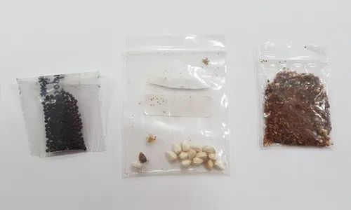 Ministério da Agricultura: sementes da China possuem fungos, bactérias e ácaros