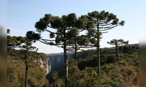 Justiça impede corte de 4 mil araucárias no Paraná