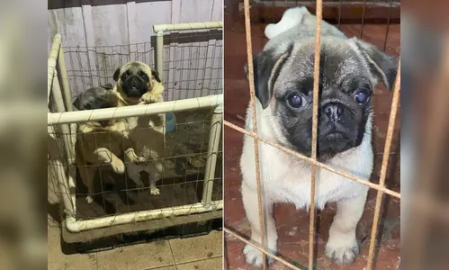 49 cães da raça pug são resgatados após sofrerem maus-tratos no RS
