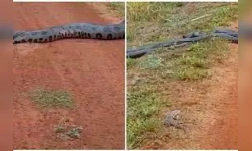 Vídeo de sucuri gigante sendo seguida por outras cobras viraliza em rede social; Assista