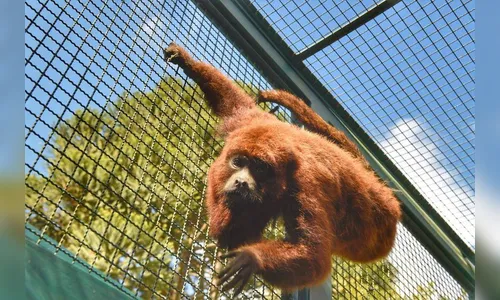 Paraná intensifica ações para proteção da fauna silvestre