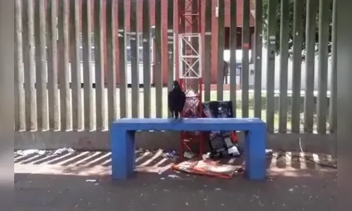 Em Apucarana, urubu que 