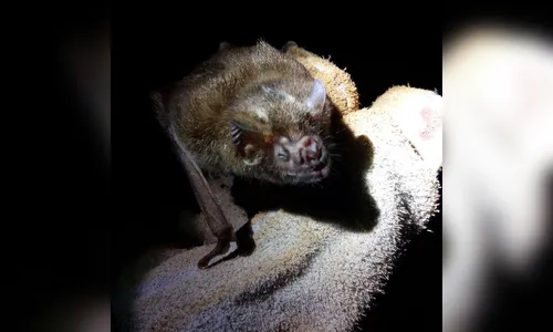 Adapar realiza ações de controle e prevenção contra raiva