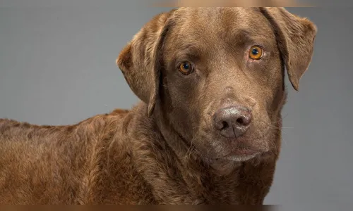 Segundo estudo, há possibilidade dos cachorros não distinguirem rostos humanos