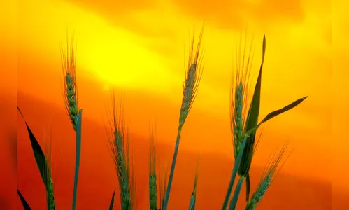 Relatório mostra que chuvas ainda são insuficientes para a agricultura