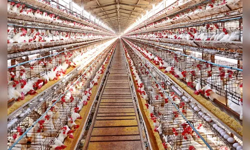 Especial aniversário: avicultura e soja são destaques no campo