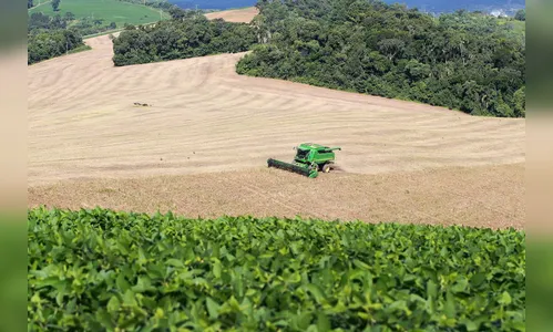 Boletim agropecuário trata da aceleração no plantio de feijão