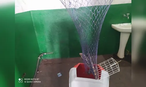 GM Ambiental de Arapongas captura lagarto e filhote de gambá; assista