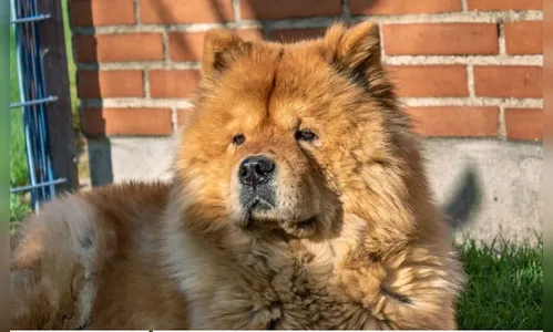 Criança de 1 ano morre após sofrer ataque de cão da raça Chow-chow