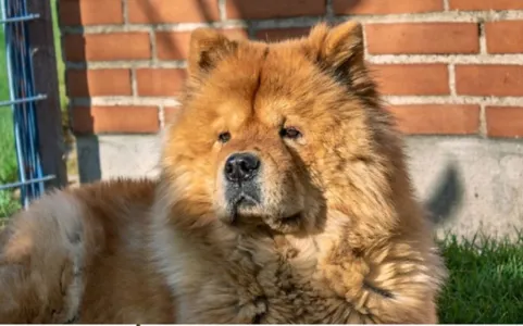 Criança de 1 ano morre após sofrer ataque de cão da raça Chow-chow