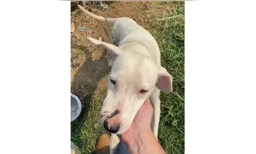 Polícia Civil do Paraná resgata cães em situação de maus-tratos; assista