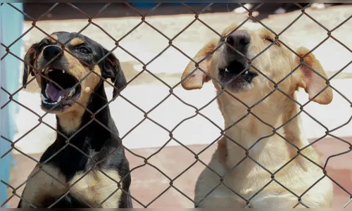 Apucarana resgata 9 animais por semana em situação de maus tratos