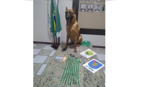 Cão do canil da PM de Apucarana encontra mais de 100 pinos com cocaína