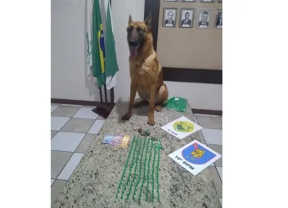 Cão do canil da PM de Apucarana encontra mais de 100 pinos com cocaína