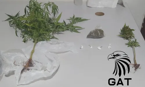 GM de Arapongas apreende pés de maconha no Jardim Caravelle