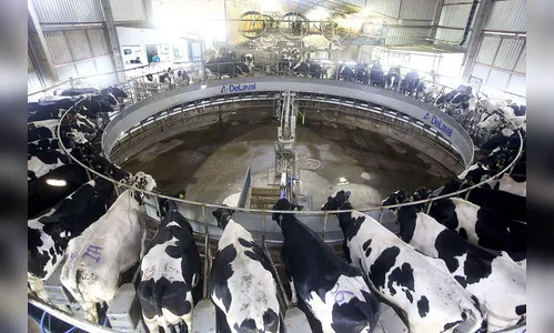 Levantamento da Agricultura mostra cenário do mercado do leite e derivados