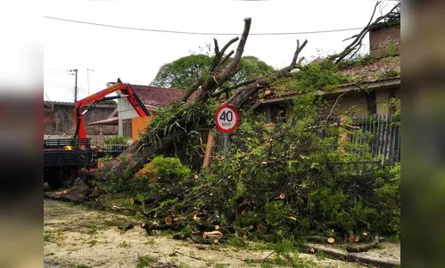 Após o temporal de quarta-feira, ainda há residências sem energia em Maringá