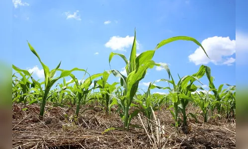 Boletim agropecuário registra avanço no plantio de milho
