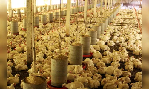 Valor Bruto da Produção passa de R$ 1 bilhão em nove cidades do Paraná