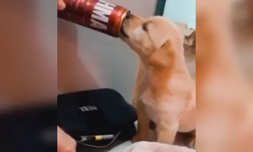 Homem oferece cerveja para filhote e polícia de Curitiba investiga maus-tratos; Assista