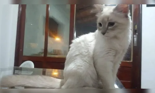 Brasil confirma primeiro caso de covid-19 em gato