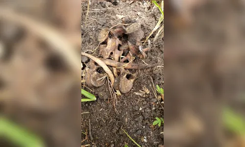 Policia encontra cemitério clandestino em Curitiba