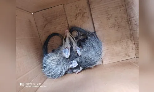 Morcego e filhote de gambás são capturados pela GM de Arapongas; assista