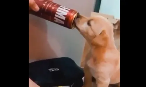 Casal que embebedou filhote em Curitiba é indiciado por maus-tratos