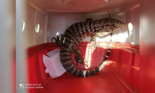 Guarda Ambiental de Arapongas resgata lagarto em área urbana; Vídeo