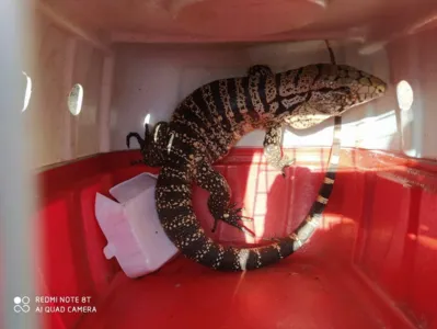 Guarda Ambiental de Arapongas resgata lagarto em área urbana; Vídeo