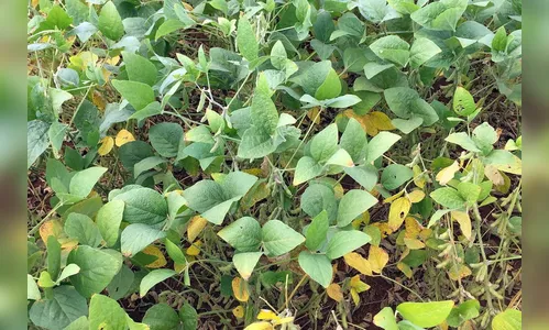 Projetos da UEL usam inteligência artificial contra a ferrugem asiática