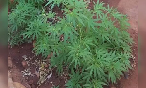 Polícia Militar apreende dois pés de maconha em Ivaiporã