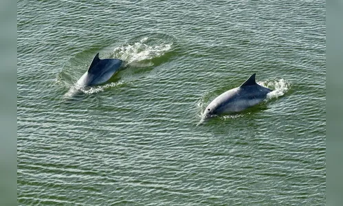 Portos do Paraná lança cartilha de proteção ao boto-cinza
