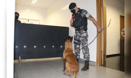 Polícia treina cães de faro para encontrar novas drogas em circulação