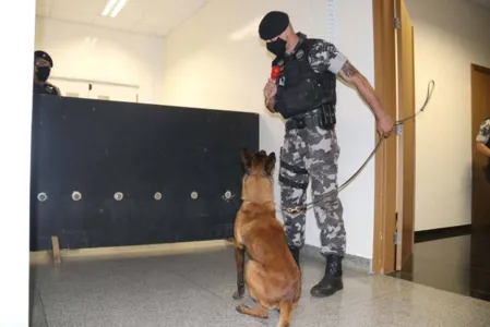 Polícia treina cães de faro para encontrar novas drogas em circulação