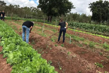 Projeto de colégio agrícola estadual é finalista de prêmio científico nacional