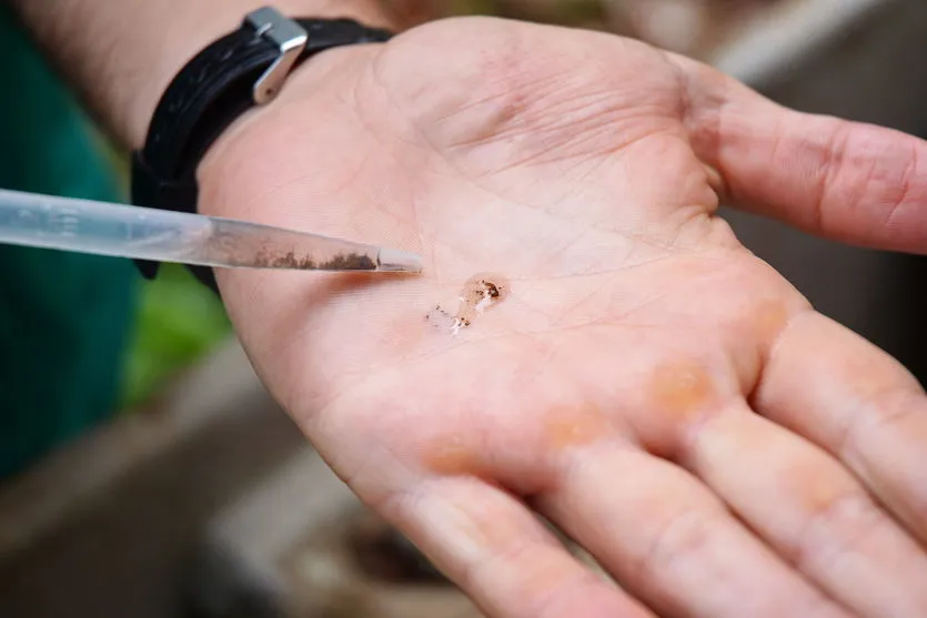 Levantamento aponta baixo índice de infestação em São Pedro do Ivaí