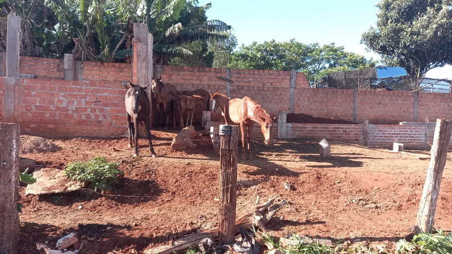Cavalos que sofriam maus-tratos são resgatados no Sumatra I