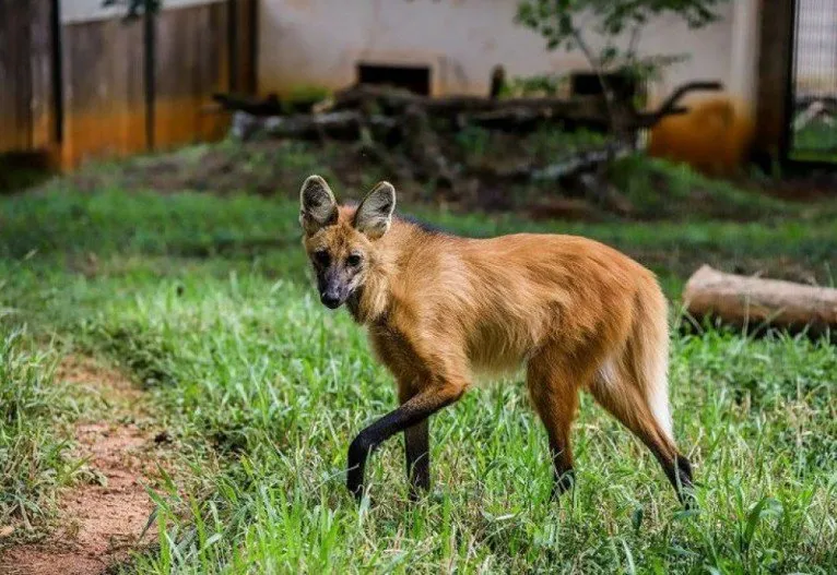 Apucaranenses flagram suposto ‘Lobo Guará’ pela cidade; Vídeo