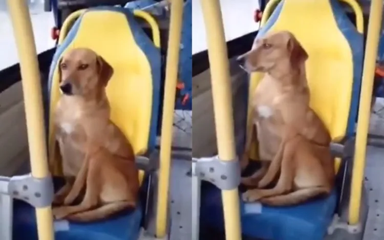 Vídeo de cachorro sozinho dentro de ônibus viraliza; Assista