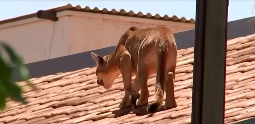 Vizinha de casa onde onça-parda apareceu no telhado fala sobre susto