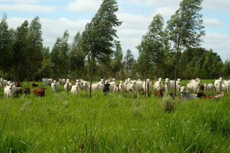 Integração pecuária e cultivo florestal aumenta produtividade
