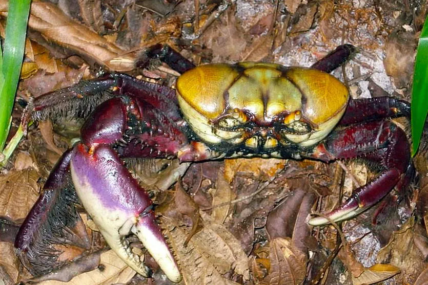 Captura de caranguejo é proibida até o dia 30 de novembro