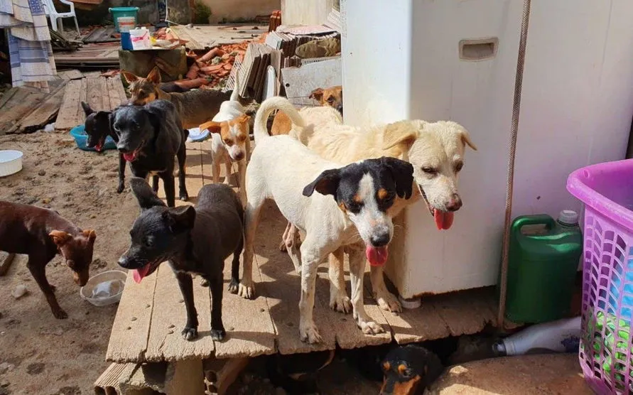 Cães que estavam sem alimentos por uma semana devoram corpo da dona