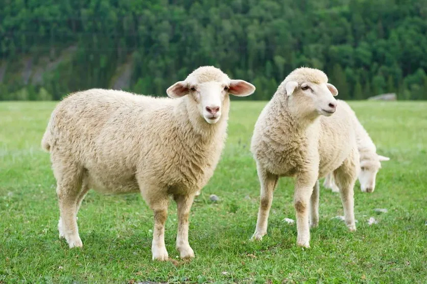 15 carneiros são furtados de chácara; PM foi chamada