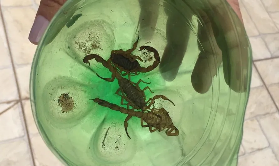 Moradores encontram mais de 20 escorpiões em uma mesma rua de Maringá